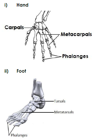 A diagram showing short bones