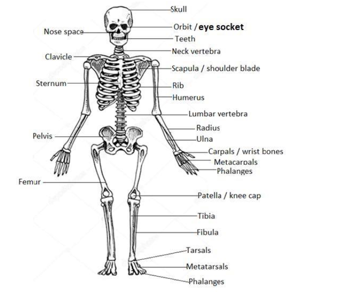 The structure of the human skeleton